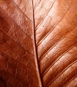 Dry leaf Stock Photos