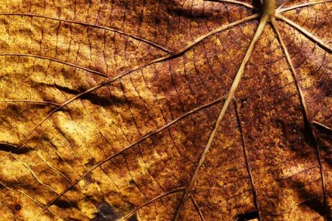 Dry leaf Stockfoto's