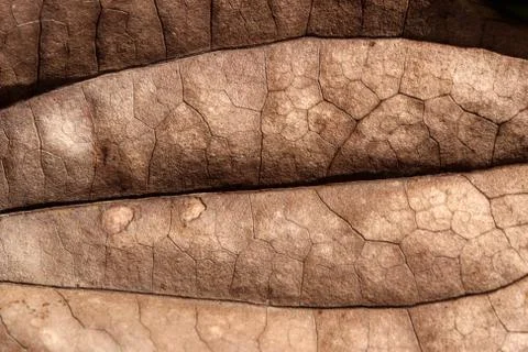 Dry leaf Stock Photos
