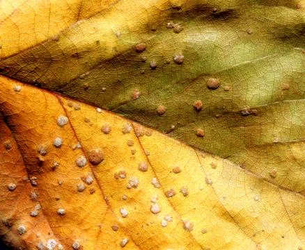 Dry leaf Stock Photos