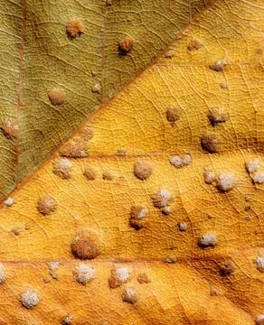 Dry leaf Stock Photos