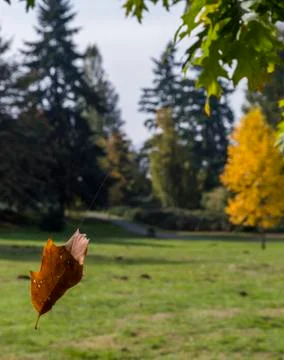 Dry leaf Stockfoto's
