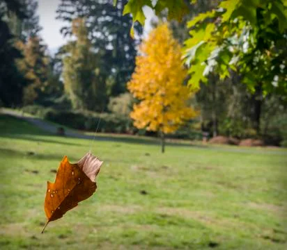 Dry leaf Stockfoto's