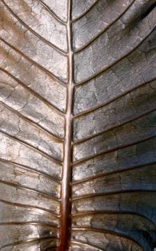 Dry leaf Stock Photos