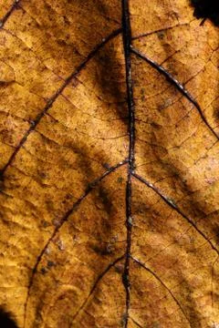 Dry leaf Stock Photos