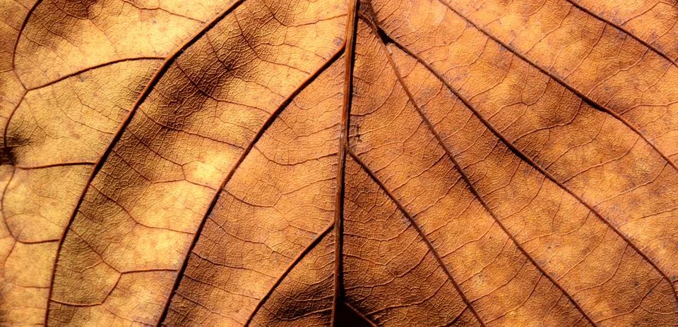 Dry leaf Фото
