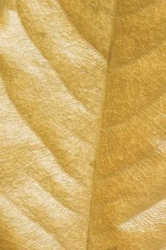 Dry leaf Фото