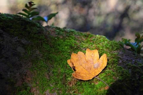 Dry leaf Stock Photos