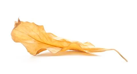 Dry leaf Stock Photos