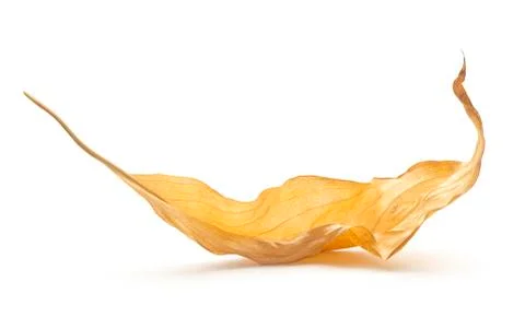 Dry leaf Stock Photos