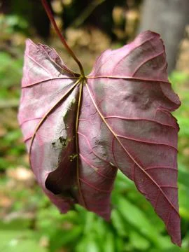 Dry leaf Stock Photos