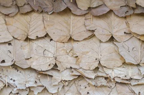 Dry leaf Stock Photos