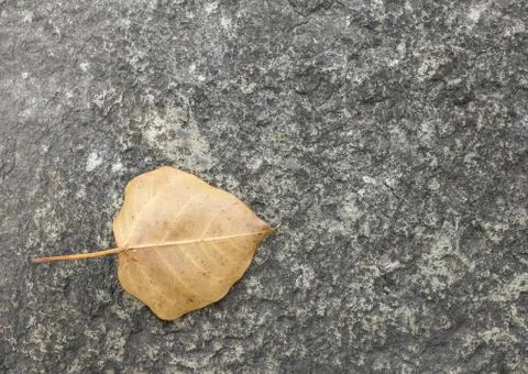 Dry leaf Stock Photos