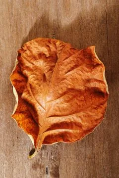 Dry leaf Stock Photos