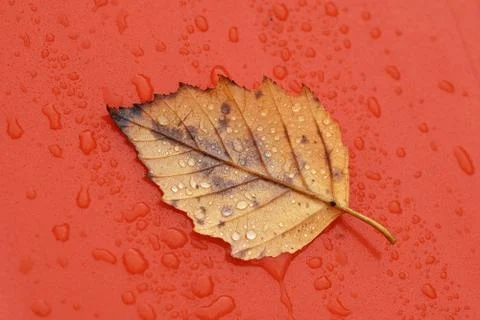 Dry Leaf Stock Photos