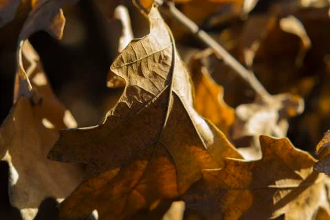 Dry leaf Stock Photos