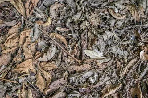 Dry leaf Stock Photos