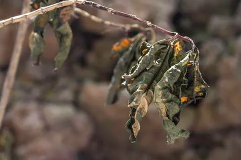 Dry leaf Stock Photos