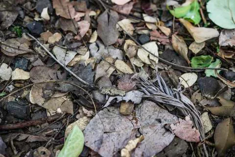 Dry leaf Stock Photos