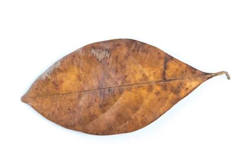 Dry leaf Stock Photos
