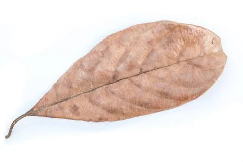Dry leaf Stock Photos