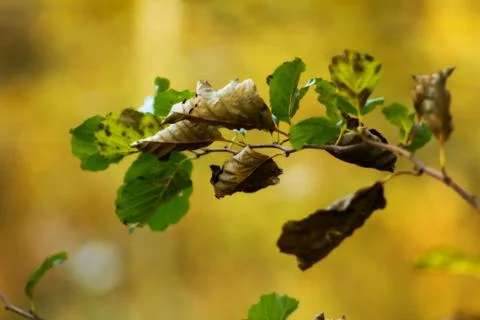 Dry leaf Stock Photos