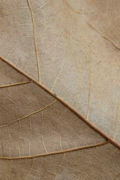 Dry leaf Stock Photos