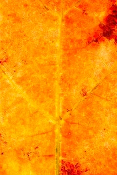 Dry leaf Stock Photos