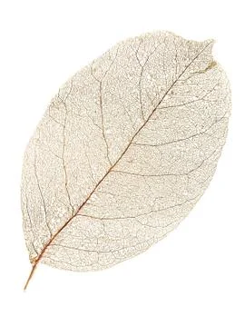 Dry leaf. Stock Photos