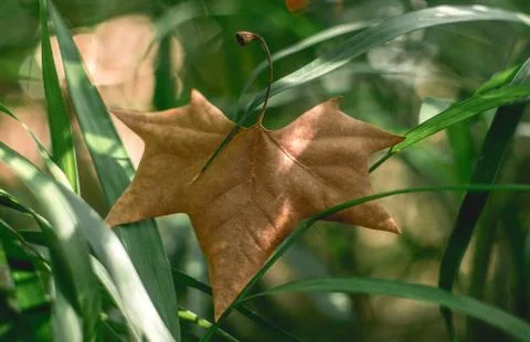 Dry leaf Stock Photos