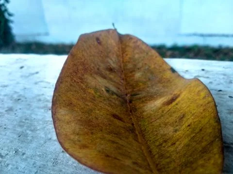 Dry leaf Stock Photos