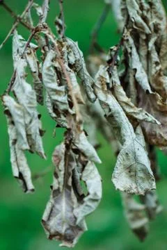 Dry leaf Stock Photos
