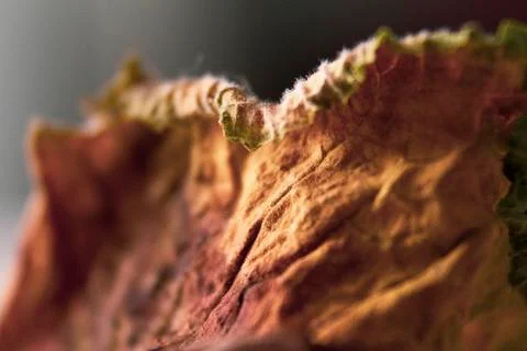 Dry leaf Stock Photos