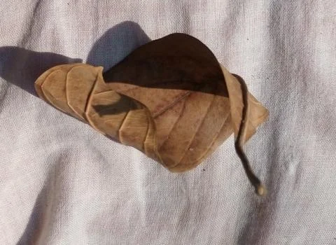 Dry leaf Stock Photos