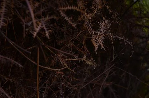 Dry leaf Stock Photos