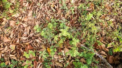 Dry leaf Stock Photos