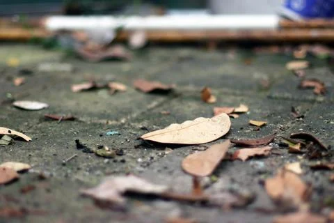 Dry leaf Stock Photos