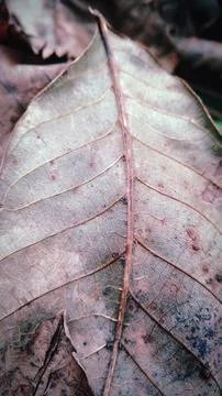 Dry leaf Stock Photos