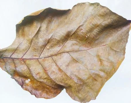 Dry leaf Stock Photos