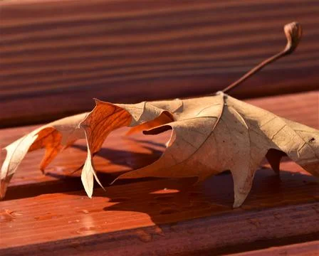 Dry leaf of a plane tree on benches Stock Photos