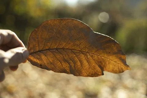 Dry leaf of plant. Fallen leaf. Hand holds plant. Stock Photos