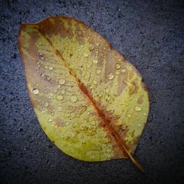 Dry leaf with raindrop on gray cement Stock Photos