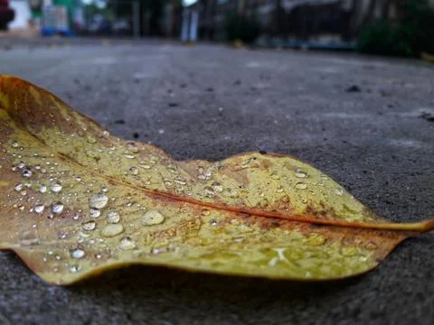 Dry leaf with raindrop on gray cement  Stock Photos