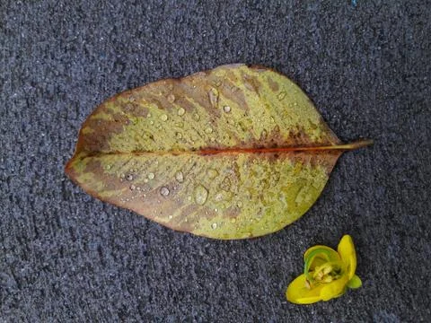 Dry leaf with raindrop on gray cement  Foto stock