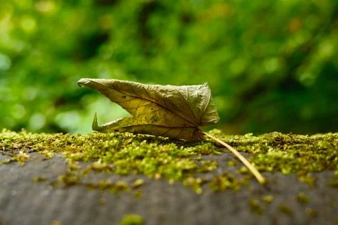 Dry leaf resting on mossy stone with soft green forest bokeh in sunlight Stock Photos