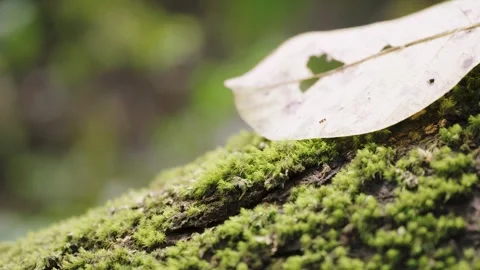 Dry Leaf Resting on Mossy Tree Trunk, Macro Nature Detail with Soft Background Video stock 327205483