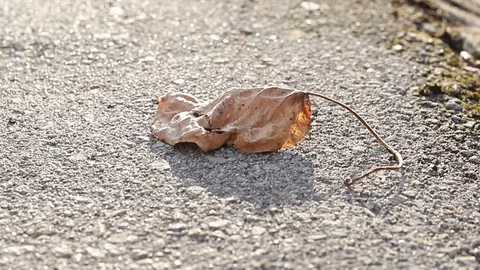 Dry leaf on the road Stock Footage 120018575