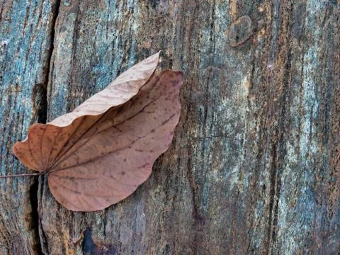 Dry leaf on rock Stock Photos