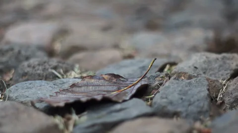 Dry Leaf on Rocks Dolly 스톡 동영상 32866662