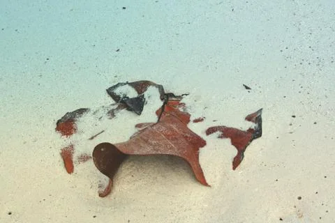 Dry leaf on sand Stock Photos